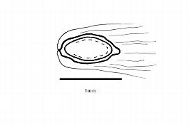   Embryo:   Populus euphratica ; Illustration by K. Parker, Kirkbride et al. (2006)
